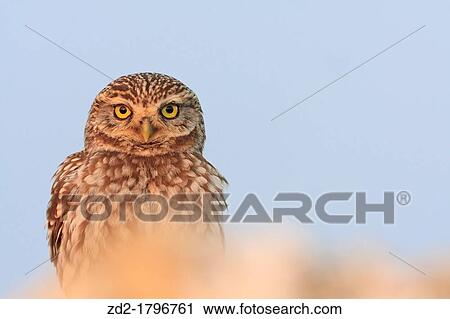 Little Owl Athene noctua perched on a stone Lleida Catalonia Spain View Large Photo Image Stock Image - Little Owl Athene noctua perched on a stone Lleida Catalonia Spain. Fotosearch