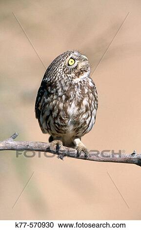 Little Owl (Athene noctua). Extremadura. Spain. View Large Photo Image Stock Image - Little Owl (Athene noctua). Extremadura. Spain.. Fotosearch