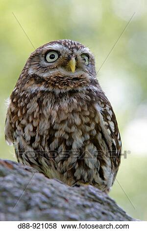 Little Owl (Athene noctua) View Large Photo Image Stock Photo - Little Owl (Athene noctua). Fotosearch
