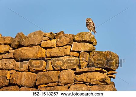 LITTLE OWL Athene noctua. View Large Photo Image Stock Photo - LITTLE OWL Athene noctua.. Fotosearch