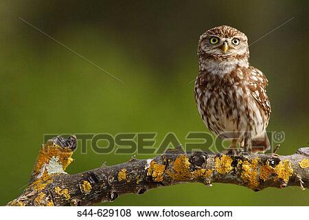 Little Owl (Athene noctua) View Large Photo Image Stock Photo - Little Owl (Athene noctua). Fotosearch