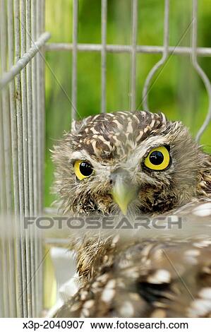 Stock Photo - Little owl. Athene noctua.. Fotosearch