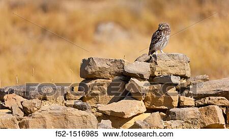 Stock Photography - LITTLE OWL Athene noctua.. Fotosearch