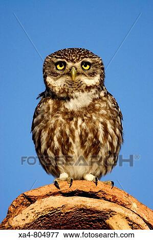 Little Owl (Athene noctua). Teruel, Aragon, Spain View Large Photo Image Stock Photo - Little Owl (Athene noctua). Teruel, Aragon, Spain. Fotosearch