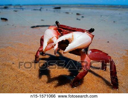 Little red intertidal crab, Fraser Island World Heritage Area, Queensland, Australia View Large Photo Image Stock Photograph - Little red intertidal crab, Fraser Island World Heritage Area, Queensland, Australia. Fotosearch