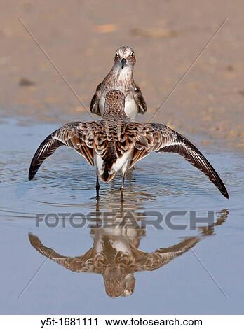 Little stint Calidris minuta fighting Athens, Greece View Large Photo Image Stock Image - Little stint Calidris minuta fighting Athens, Greece. Fotosearch
