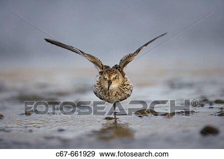 Stock Photo - Little Stint (Calidris minuta). Norfolk. UK.. Fotosearch
