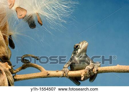 Little tree frog, Hyla versicolor, with big dreams looking to the sky from his stalk of milkweed seeds View Large Photo Image Stock Photo - Little tree frog, Hyla versicolor, with big dreams looking to the sky from his stalk of milkweed seeds. Fotosearch