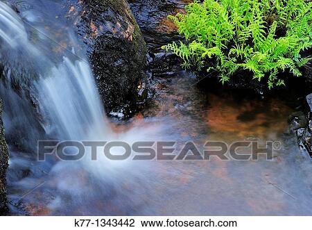 Stock Image - Little waterfall and fern, Norway. Fotosearch
