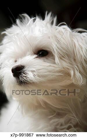 Little White Dog View Large Photo Image Stock Photo - Little White Dog. Fotosearch