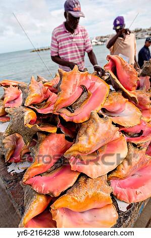 Live fresh conch at the fresh fish market Montagu beach Nassau, Bahamas. View Large Photo Image Stock Photo - Live fresh conch at the fresh fish market Montagu beach Nassau, Bahamas.. Fotosearch