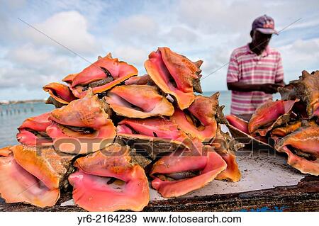 Live fresh conch at the fresh fish market Montagu beach Nassau, Bahamas. View Large Photo Image Stock Photo - Live fresh conch at the fresh fish market Montagu beach Nassau, Bahamas.. Fotosearch