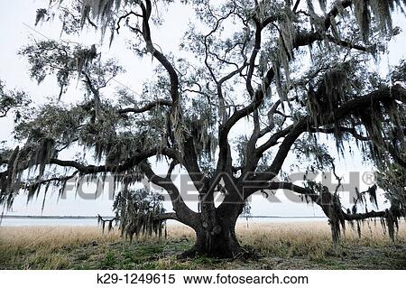 Live oak trees and spanish moss View Large Photo Image Stock Photography - Live oak trees and spanish moss. Fotosearch