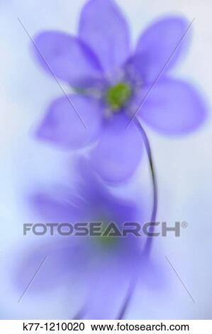 Liverleaf/Liverwort (Hepatica nobilis), Sweden View Large Photo Image Stock Image - Liverleaf/Liverwort (Hepatica nobilis), Sweden. Fotosearch