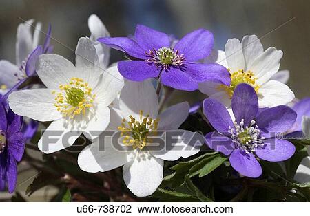 Liverwort (Hepatica nobilis) and Wood Anemone (Anemone nemorosa). Stockholm, Sweden View Large Photo Image Stock Image - Liverwort (Hepatica nobilis) and Wood Anemone (Anemone nemorosa). Stockholm, Sweden. Fotosearch