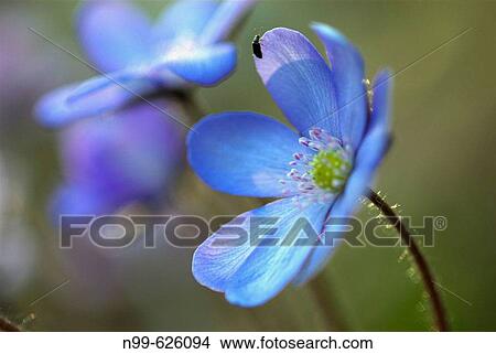 Liverwort (Hepatica triloba-Anemone hepatica), spring, deciduous forest, Franconia, Germany View Large Photo Image Picture - Liverwort (Hepatica triloba-Anemone hepatica), spring, deciduous forest, Franconia, Germany. Fotosearch