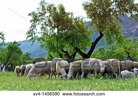 Livestock at La Portellada Matarraa, Teruel Aragon Spain View Large Photo Image Stock Image - Livestock at La Portellada Matarraa, Teruel Aragon Spain. Fotosearch