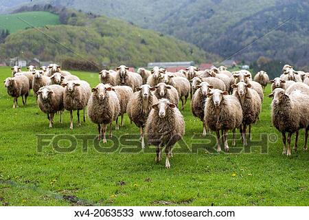 Livestock at Salazar Valley, Navarre, Spain. View Large Photo Image Stock Image - Livestock at Salazar Valley, Navarre, Spain.. Fotosearch