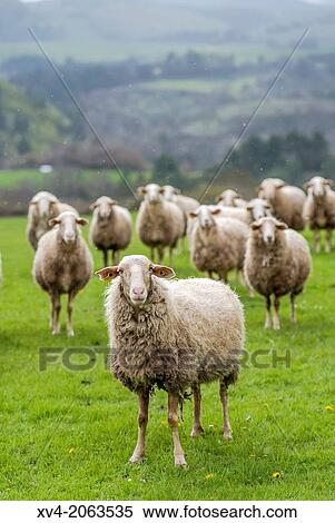Livestock at Salazar Valley, Navarre, Spain. View Large Photo Image Stock Photography - Livestock at Salazar Valley, Navarre, Spain.. Fotosearch