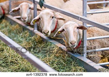 Livestock fair in Saragossa Aragon, Spain, Europe View Large Photo Image Stock Photo - Livestock fair in Saragossa Aragon, Spain, Europe. Fotosearch