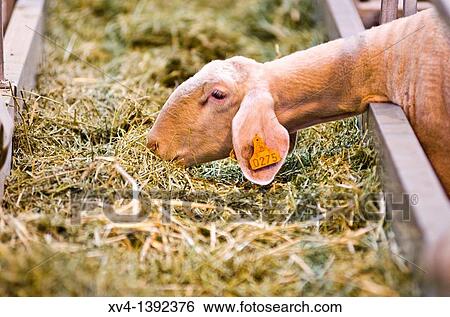 Livestock fair in Saragossa Aragon, Spain, Europe View Large Photo Image Stock Photograph - Livestock fair in Saragossa Aragon, Spain, Europe. Fotosearch
