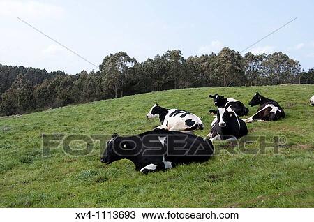 Livestock in Asturias Spain View Large Photo Image Stock Image - Livestock in Asturias Spain. Fotosearch