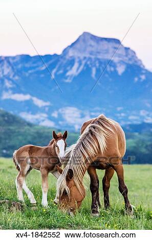 Livestock in Ordesa & Monte Perdido National Park, Huesca, Aragon, Spain Pyrenees View Large Photo Image Stock Image - Livestock in Ordesa & Monte Perdido National Park, Huesca, Aragon, Spain Pyrenees. Fotosearch