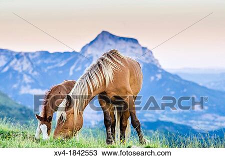 Livestock in Ordesa & Monte Perdido National Park, Huesca, Aragon, Spain Pyrenees View Large Photo Image Stock Image - Livestock in Ordesa & Monte Perdido National Park, Huesca, Aragon, Spain Pyrenees. Fotosearch