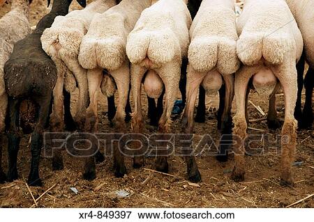 Livestock market, Kashgar, Xinjiang, China View Large Photo Image Stock Photo - Livestock market, Kashgar, Xinjiang, China. Fotosearch