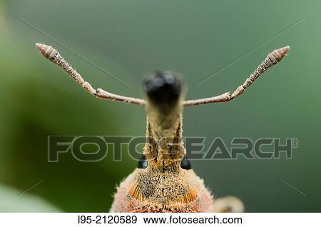 Stock Photo - Lixus angustatus male on Malva sylvestris host plant.. Fotosearch