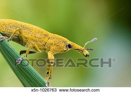 Lixus angustatus, Portugal View Large Photo Image Stock Image - Lixus angustatus, Portugal. Fotosearch