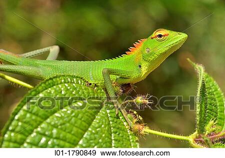 Lizard Calotes calotes, Sinharaja National Park, Sri Lanka View Large Photo Image Stock Photo - Lizard Calotes calotes, Sinharaja National Park, Sri Lanka. Fotosearch