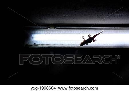 lizard gecko on light bulb outside at night. View Large Photo Image Picture - lizard gecko on light bulb outside at night.. Fotosearch