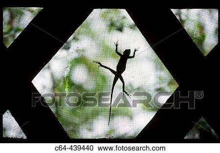 Stock Image - Lizard. Korup National Park. Cameroon. Fotosearch