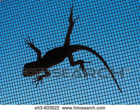 Stock Image - Lizard on window screen, Tucson, Arizona, USA. Fotosearch