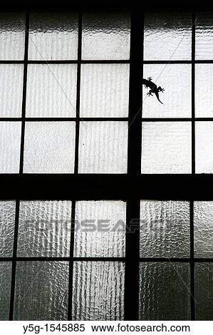 lizard on window View Large Photo Image Stock Photography - lizard on window. Fotosearch