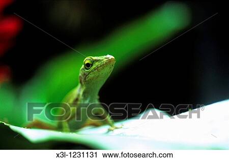Lizard reptile Costa Rica View Large Photo Image Stock Image - Lizard reptile Costa Rica. Fotosearch