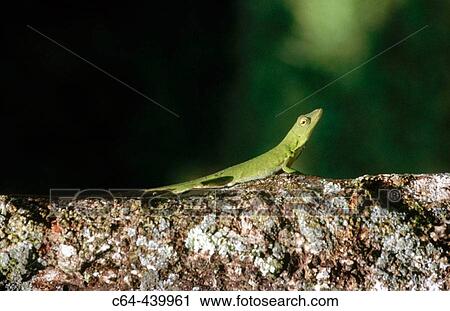 Lizard. Tortuguero National Park. Costa Rica View Large Photo Image Stock Image - Lizard. Tortuguero National Park. Costa Rica. Fotosearch