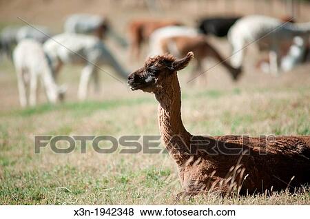 llama and alpaca breeding farm located near Temuco in Chile. View Large Photo Image Stock Photo - llama and alpaca breeding farm located near Temuco in Chile.. Fotosearch