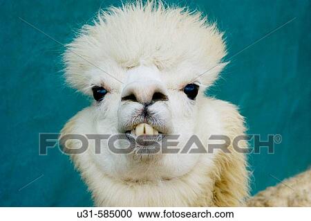 Llama looking to the camera. View Large Photo Image Stock Image - Llama looking to the camera.. Fotosearch
