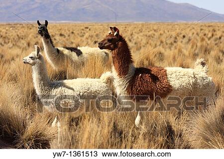 Llamas in the vicinity of Tahua village in Bolivia Salar de Uyuni in the background View Large Photo Image Stock Image - Llamas in the vicinity of Tahua village in Bolivia Salar de Uyuni in the background. Fotosearch