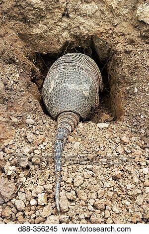 Stock Photography - Llanos Long-nosed Armadillo (Dasypus sabanicola). Venezuela. Fotosearch