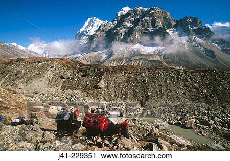 Loaded yak caravan under Wedge Peak. Lhonak. Kangchenjunga. East Nepal View Large Photo Image Stock Image - Loaded yak caravan under Wedge Peak. Lhonak. Kangchenjunga. East Nepal. Fotosearch