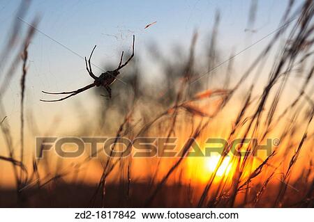 Stock Image - Lobed argiope spider Argiope lobata at sunset Lleida Catalonia Spain. Fotosearch