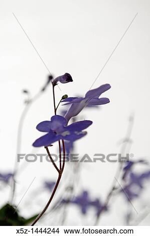 Picture - Lobelia in a hanging basket. Fotosearch
