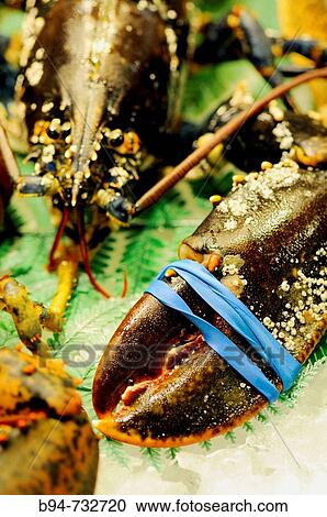 Lobster at La Boqueria market, Barcelona. Catalonia, Spain View Large Photo Image Stock Image - Lobster at La Boqueria market, Barcelona. Catalonia, Spain. Fotosearch