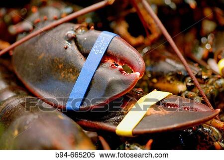 Stock Photography - Lobster claws, La Boqueria market, Barcelona. Catalonia, Spain. Fotosearch