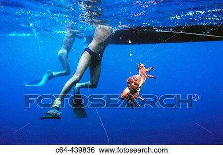 Lobster fishing in the Caribbean Sea. Kuna Yala, San Blas, Panama View Large Photo Image Stock Photograph - Lobster fishing in the Caribbean Sea. Kuna Yala, San Blas, Panama. Fotosearch