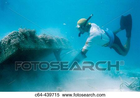 Lobster fishing in Yucatan. Caribbean sea. Punta Allen. Mexico View Large Photo Image Stock Photography - Lobster fishing in Yucatan. Caribbean sea. Punta Allen. Mexico. Fotosearch