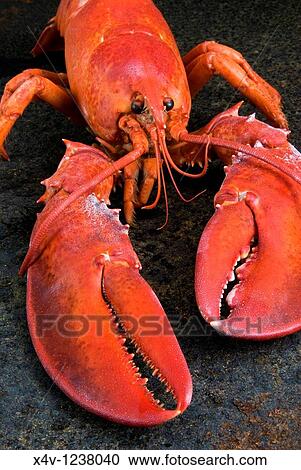 Stock Image - Lobster Homarus americanus. Fotosearch